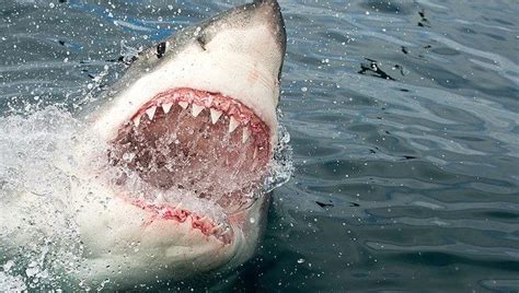 Massive 11-foot great white shark pings off Florida coast ahead of spring break season